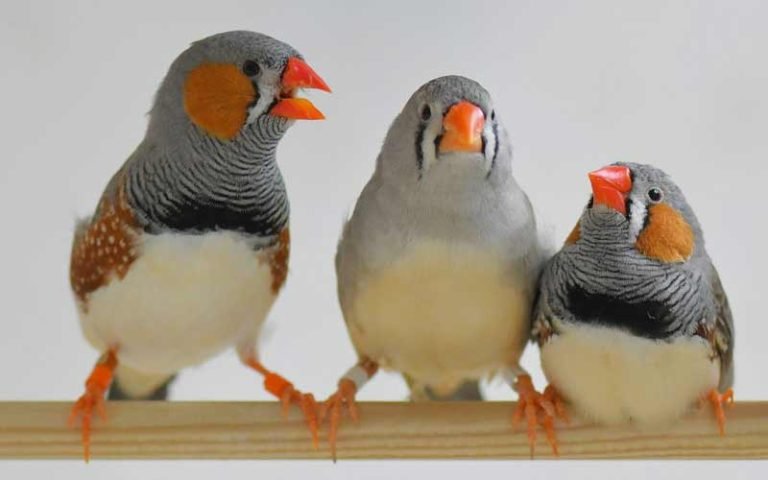 20 Cheapest Pet Birds - Pocket Friendly Options (With Pictures) 2026 ...