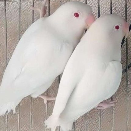albino Lovebird red eye price in Pakistan
