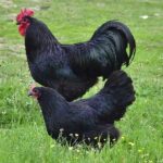 black australorp price