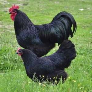 black australorp price