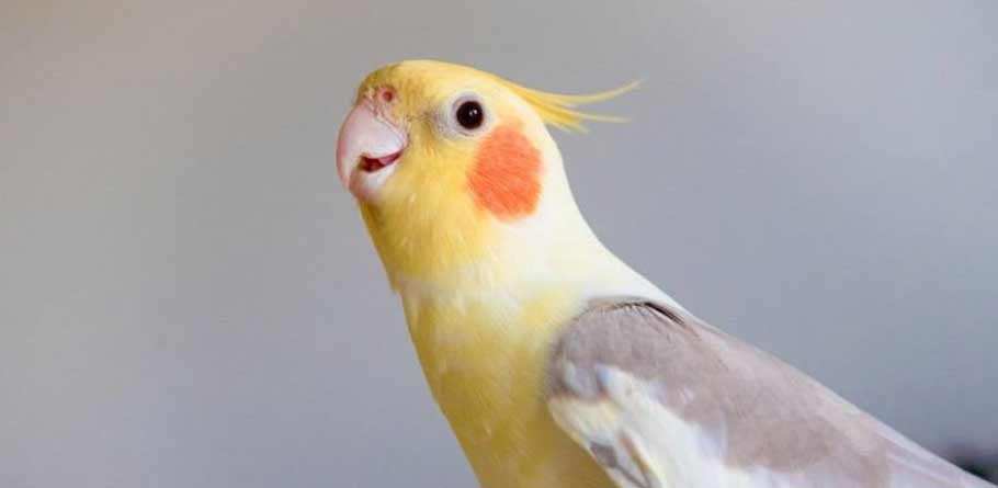 Cockatiel Bird Price