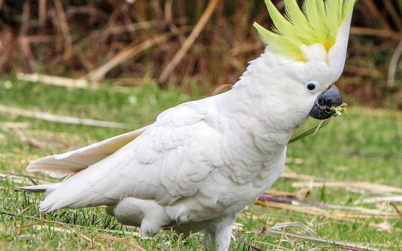 cockatoos parrot