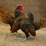 golden sebright hen