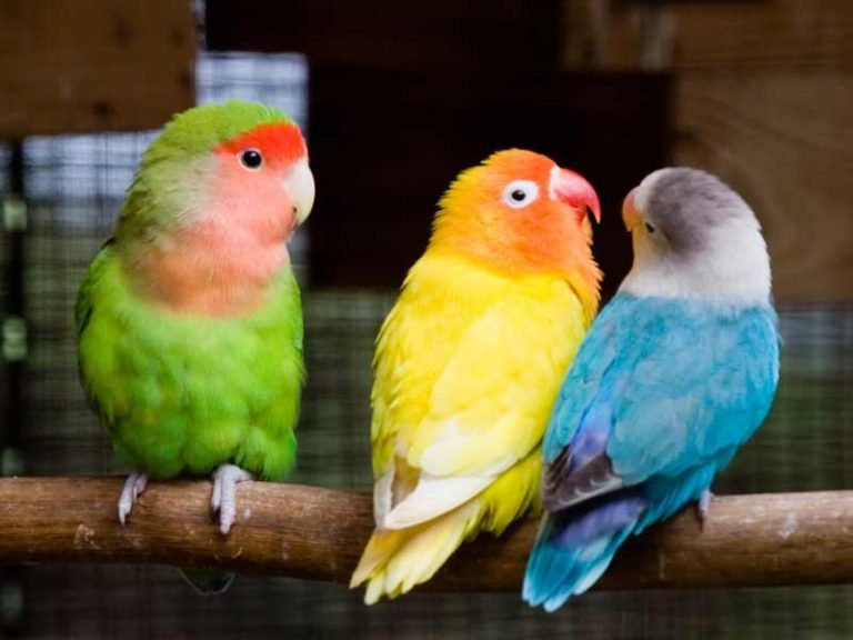 20 Types of Parrots to Keep as Pets with Pictures (2026) - Taj Birds