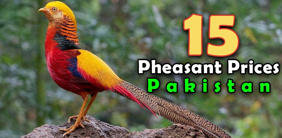 pheasant bird price