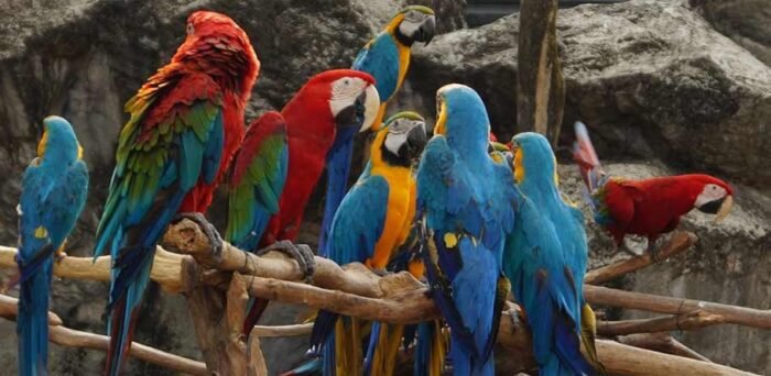 20 Cheapest Pet Birds - Pocket Friendly Options (With Pictures) 2026 ...