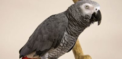 African Grey Parrot Price: Cost, Factors, and Ownership Expenses 2026
