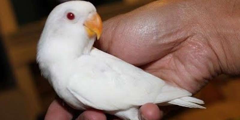 Albino Love birds price in Pakistan