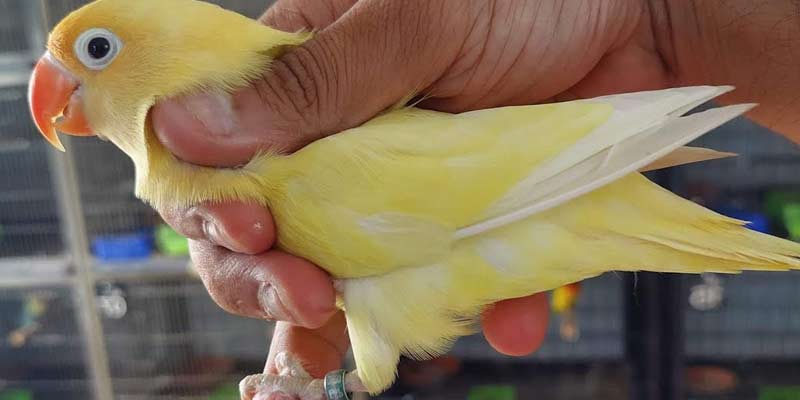 Turquoise Decino Love birds price in pakistan