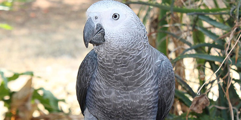 African Grey Parrot Cost