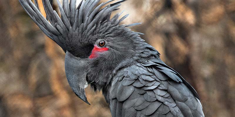 The Top 10 Most Expensive Parrots in the World - Taj Birds
