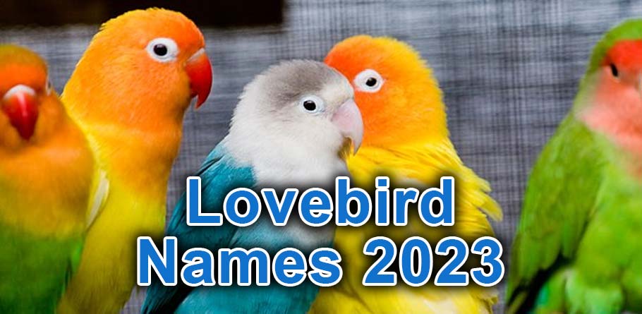 lovebird names