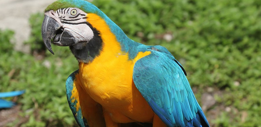 macaw parrot price