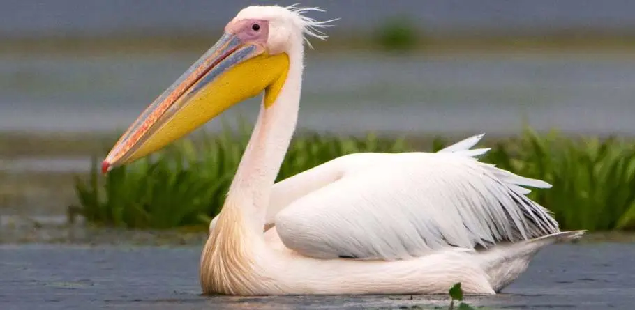 Pelican bird price in pakistan