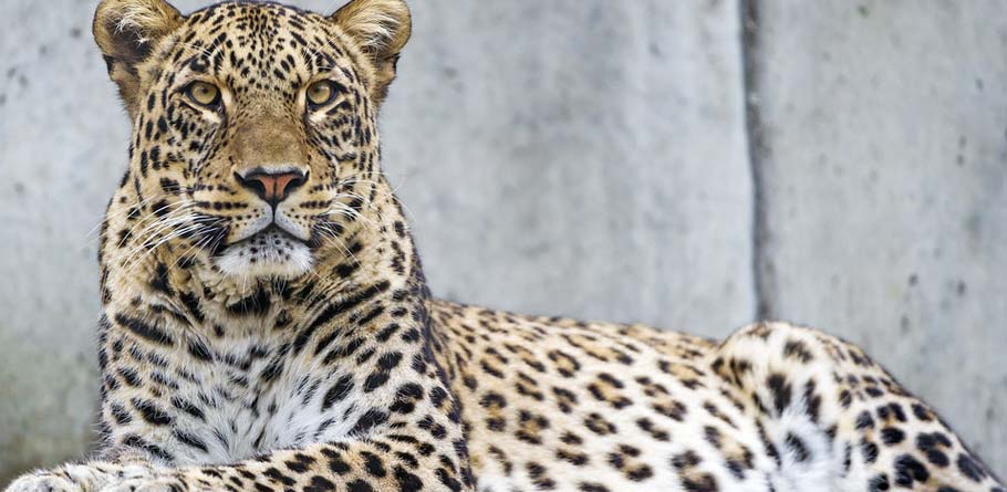 types of leopards and prices in pakistan