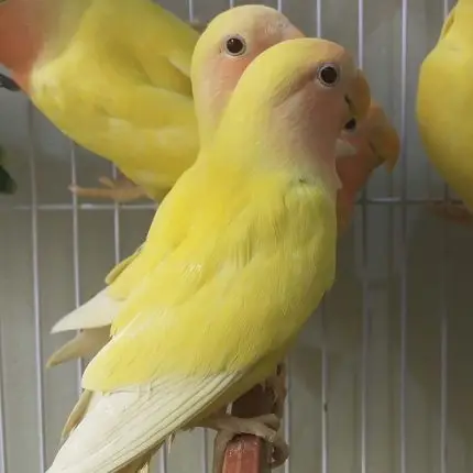 lutino love bird