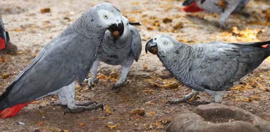 Best Food for African Grey Parrot