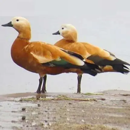 Ruddy Shelduck