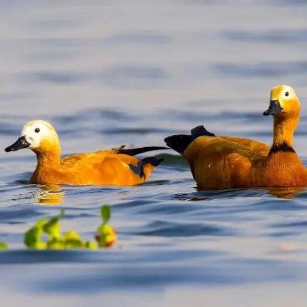 buy ruddy shelduck