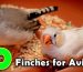 types of finches