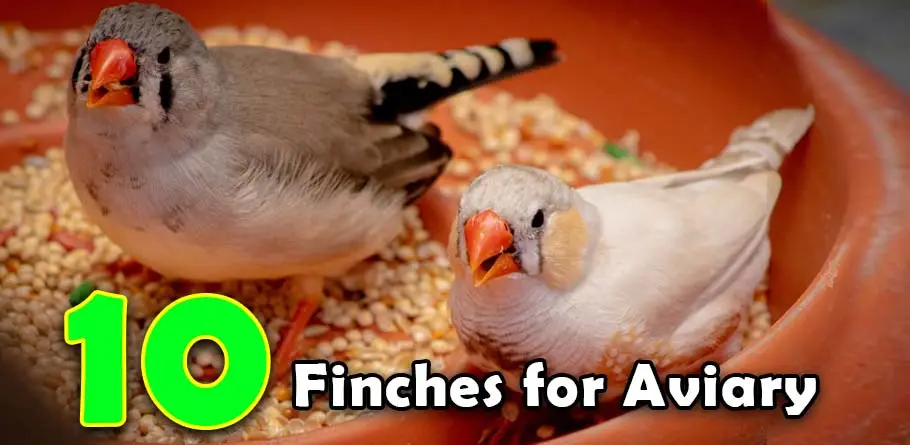 types of finches