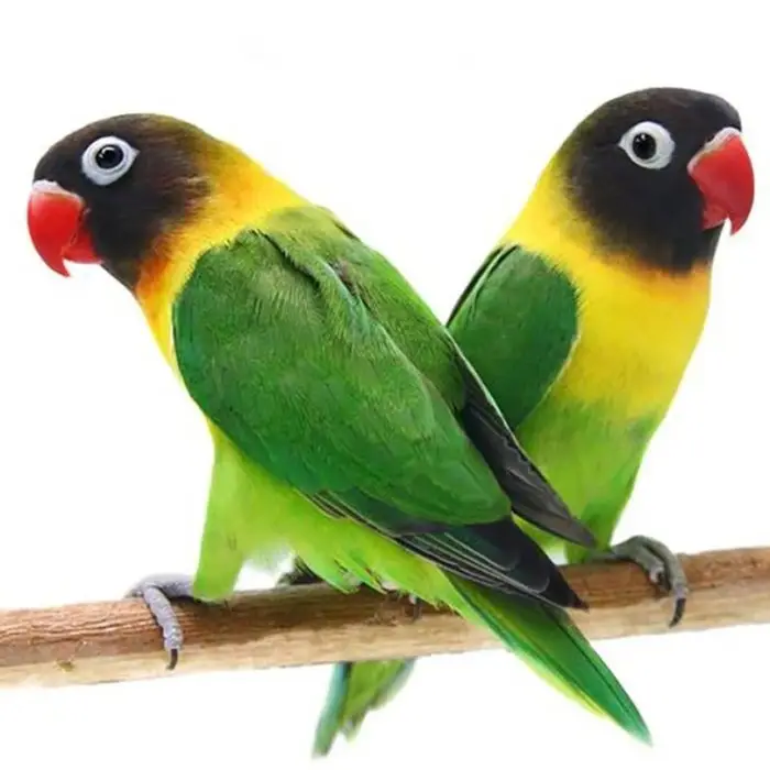 black masked lovebird