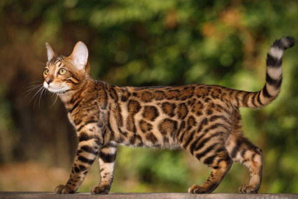 Bengal cat in UK