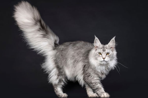 Maine Coon in UK