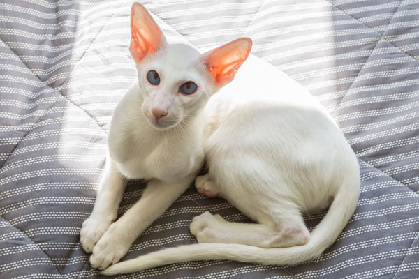 Oriental Shorthair Kitten in UK