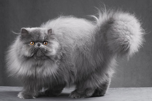 Persian cat in uk