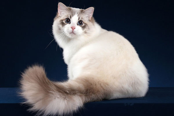 Ragdoll cat in UK