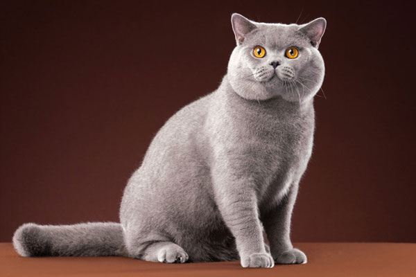 british shorthair in UK