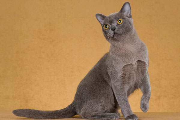 burmese cat in UK