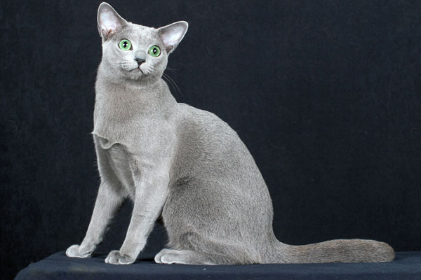 russian blue cat in UK