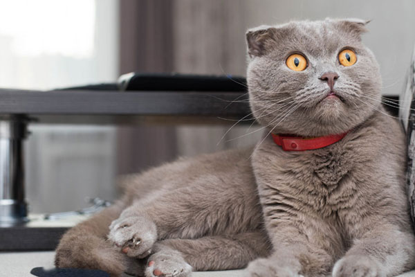 scottish fold cat in UK