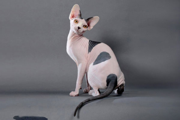 sphynx cat in UK