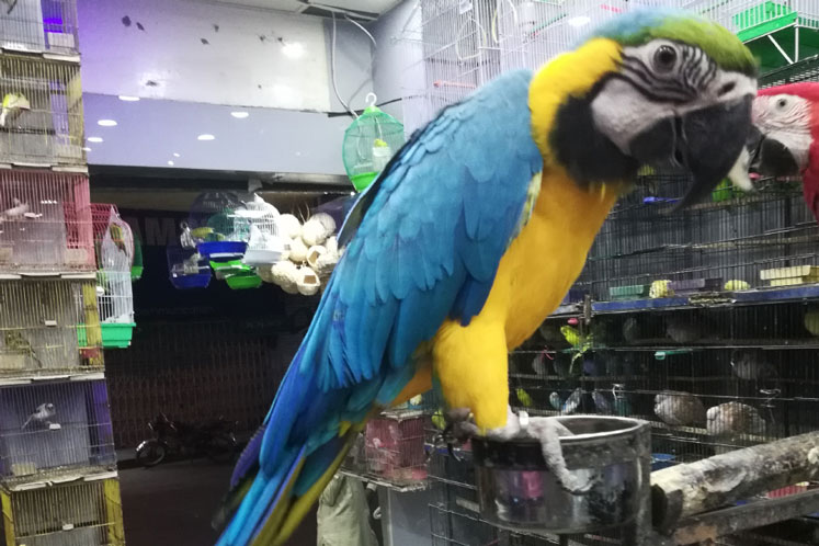 Blue and Gold Macaw UK