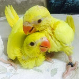 Yellow Ringneck Parrot Chicks