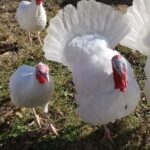 white turkey bird pair