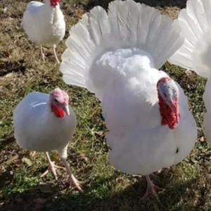 white turkey bird pair