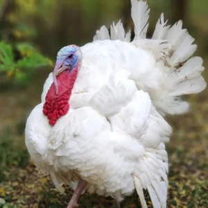 white turkey bird price