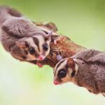 sugar glider