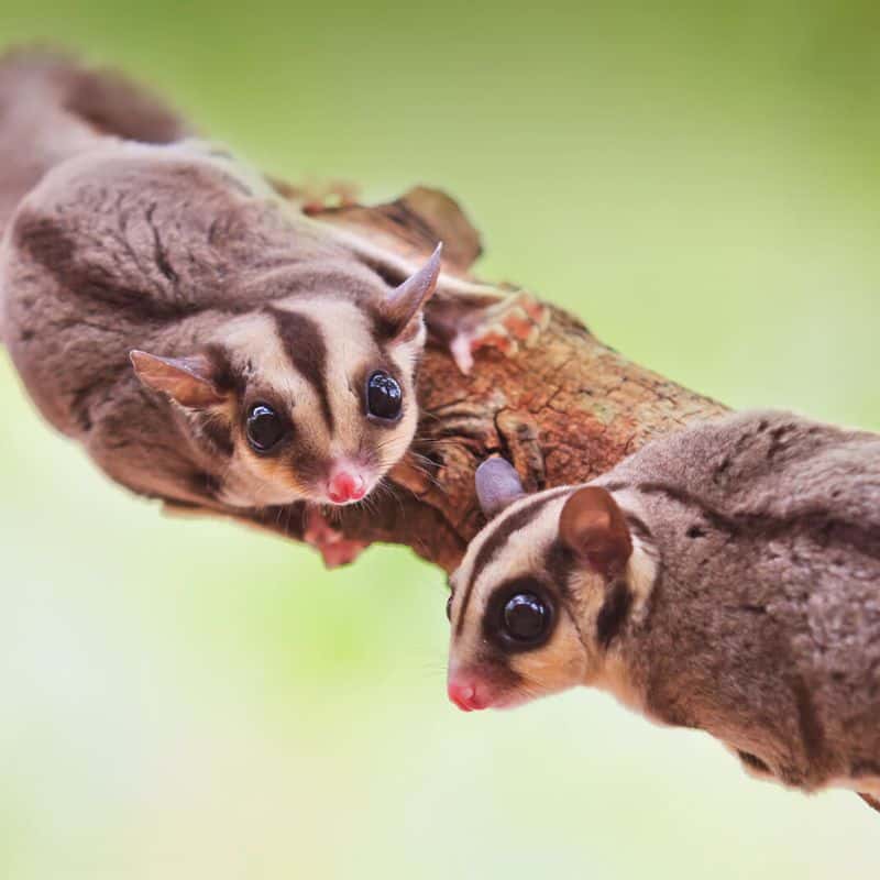 sugar glider