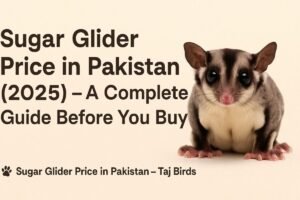 Sugar Glider Price in Pakistan (2026) – Buy Healthy Pairs Online | Taj