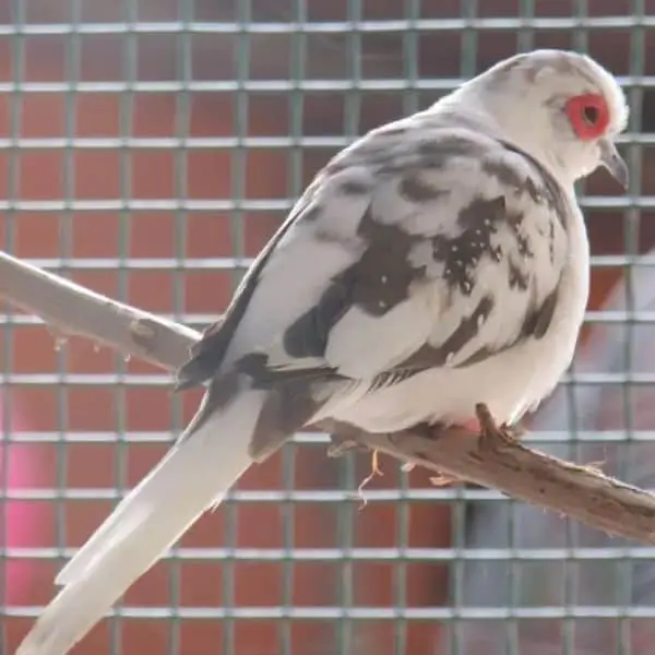 peid diamond dove price