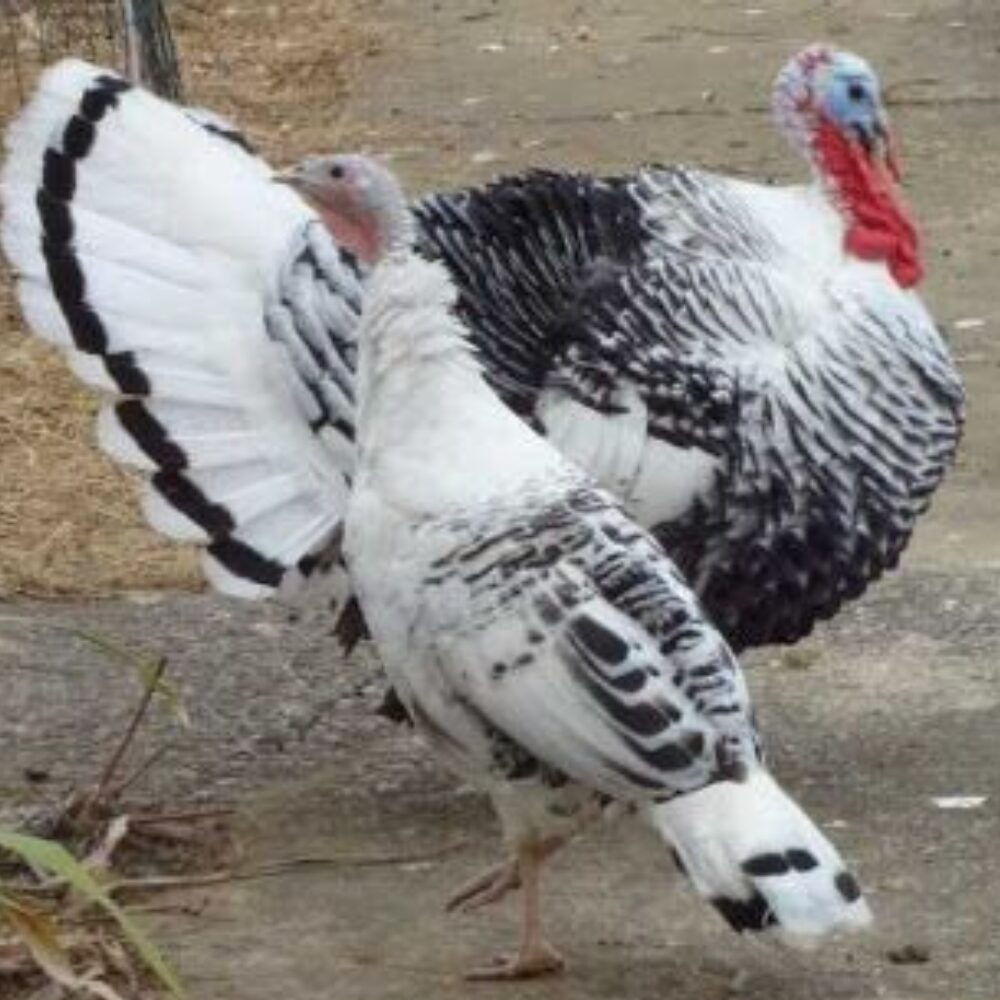 Palm Turkey Bird Pair For Sale Palm Turkey Bird Pair For Sale