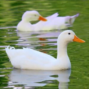 Pekin ducks for sale in Pakistan