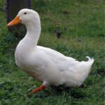 Pekin ducks price