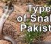 types-of-snakes